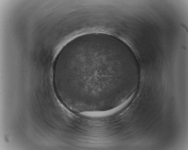 X0000099531508200805231049