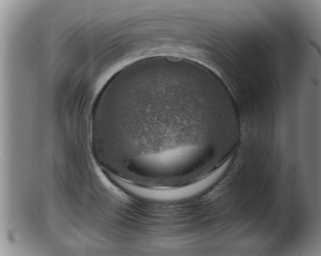 X0000099531515200805231050