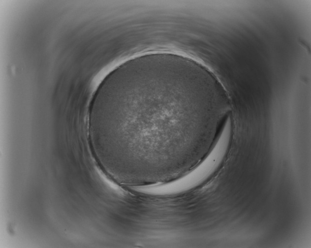 X0000099531519200805231050