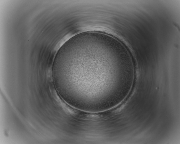 X0000099531521200805231050