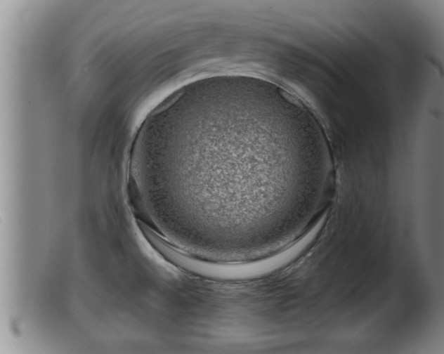 X0000099531528200805231050