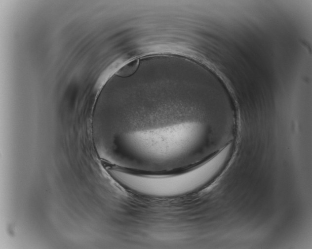 X0000099531529200805231050