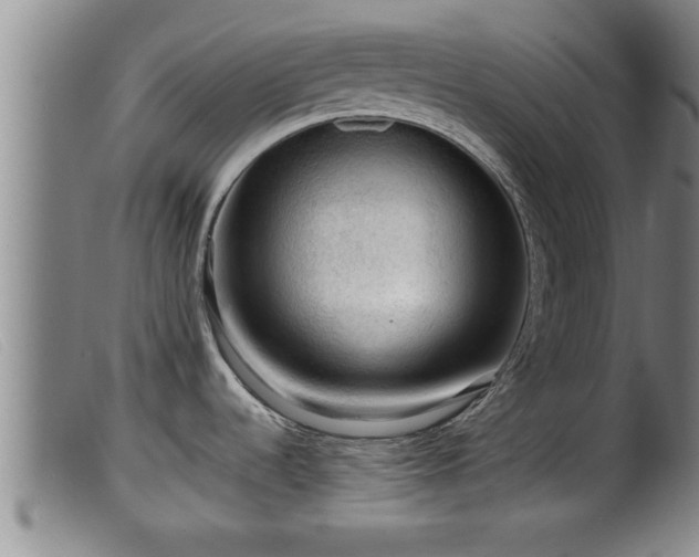 X0000099531536200805231050