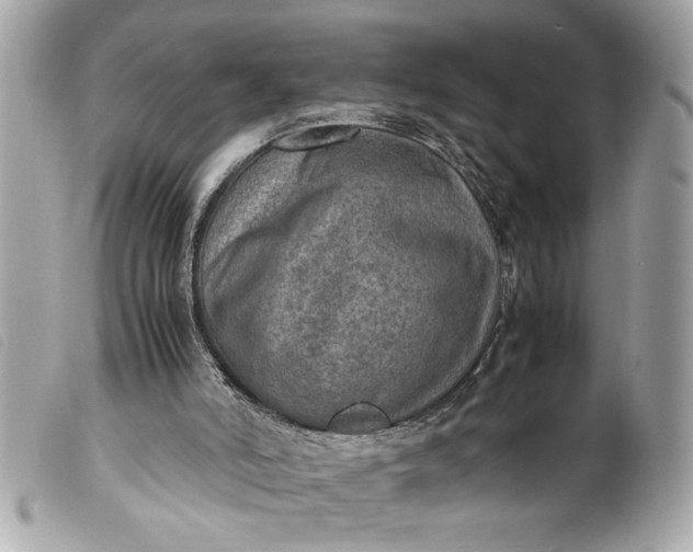 X0000099530006200805301449