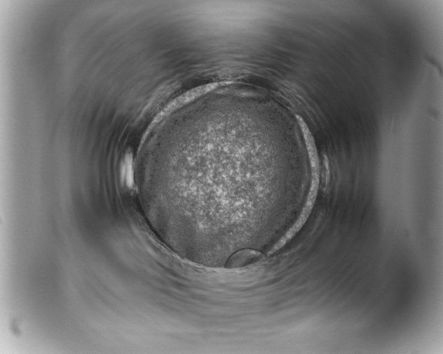 X0000099530046200805301449