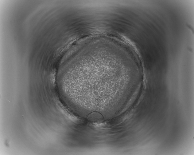 X0000099530065200805301448