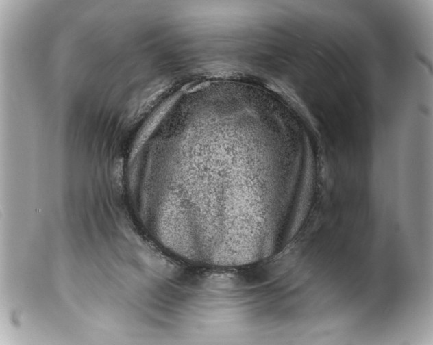 X0000099530066200805301448