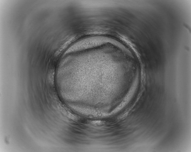 X0000099530153200805301447