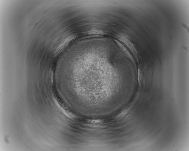 X0000099530157200805301447