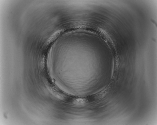 X0000099530163200805301447