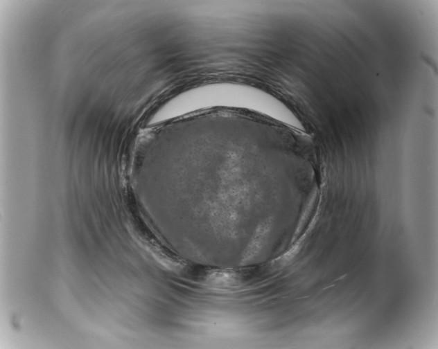 X0000099530174200805301447