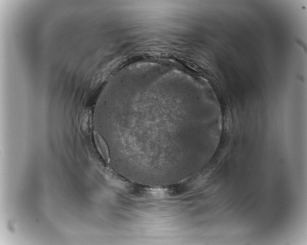 X0000099530233200805301446