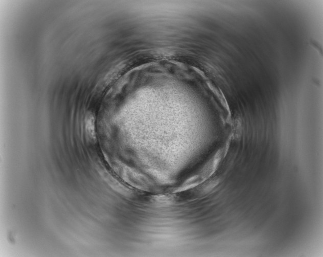 X0000099530238200805301446