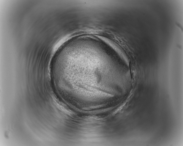 X0000099530246200805301446