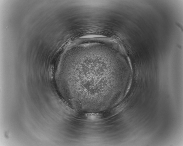 X0000099530273200805301446