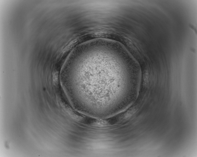 X0000099530278200805301446