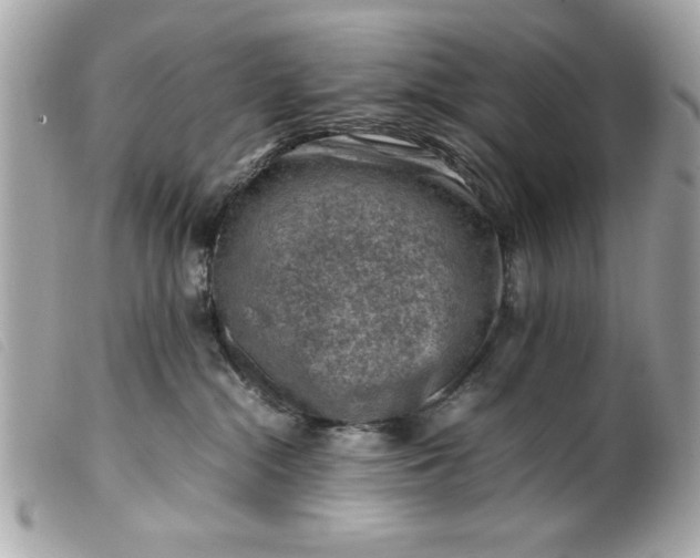 X0000099530284200805301446