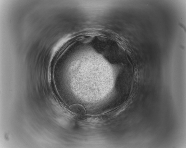 X0000099530294200805301445