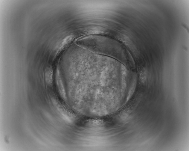 X0000099530304200805301445