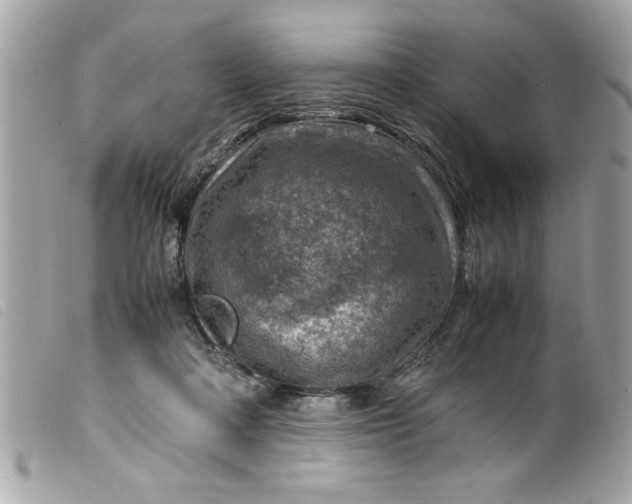 X0000099530314200805301445