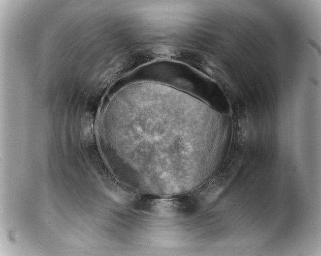 X0000099530320200805301445