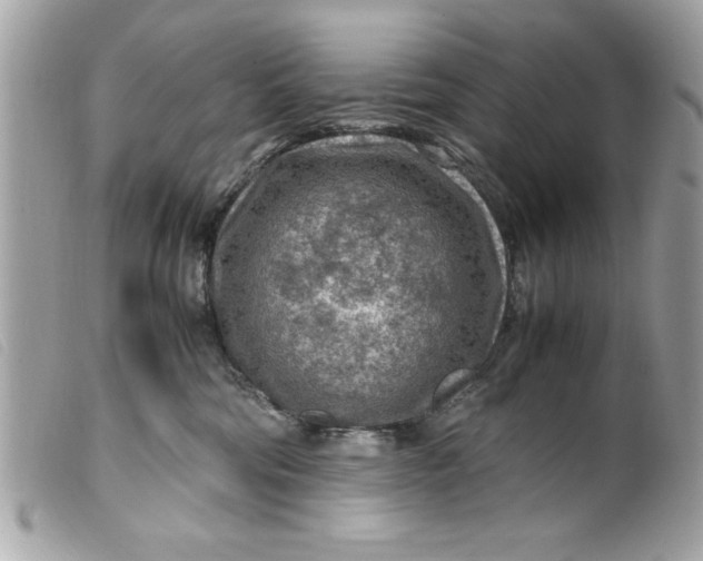 X0000099530330200805301445