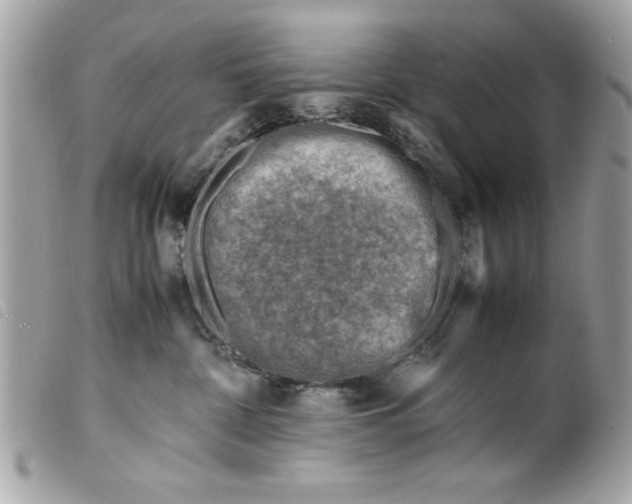 X0000099530332200805301445