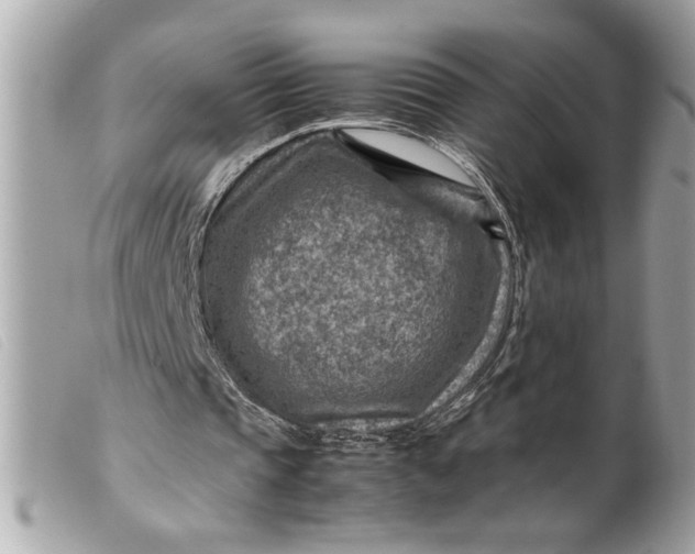 X0000099530337200805301444