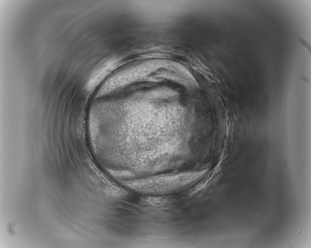 X0000099530341200805301444