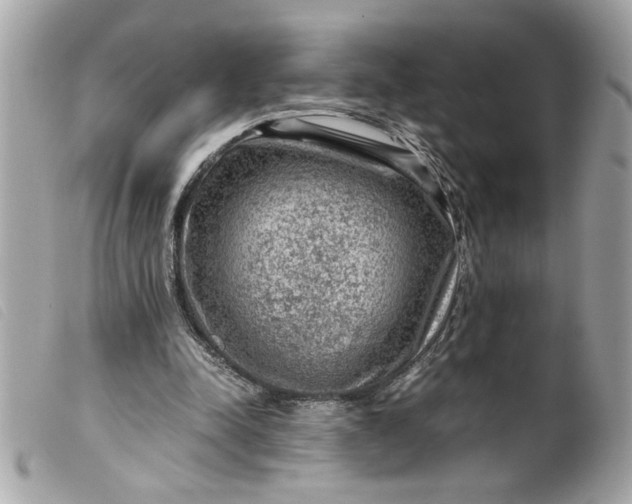 X0000099530342200805301444