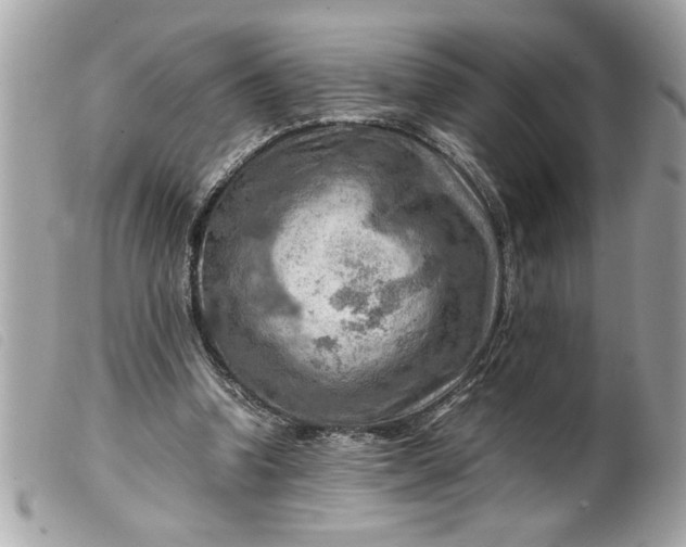 X0000099530346200805301444