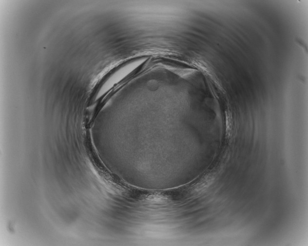 X0000099530348200805301444