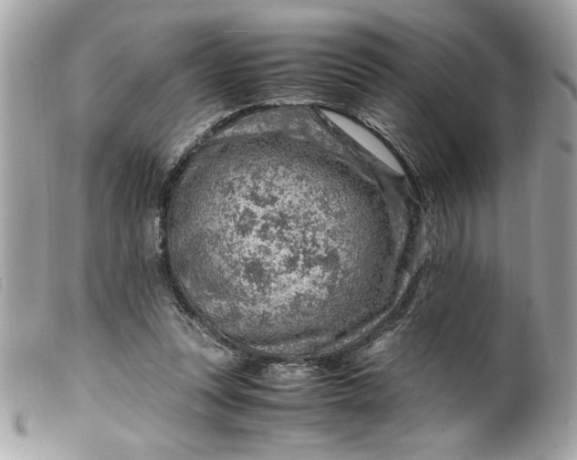 X0000099530351200805301445