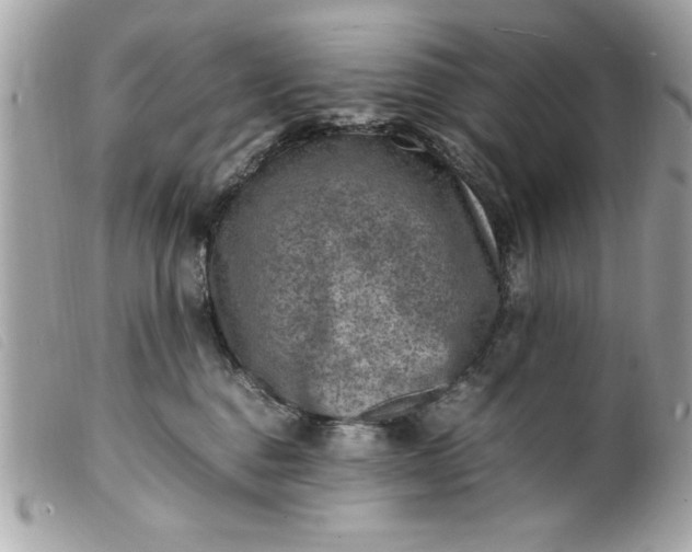 X0000099530376200805301445