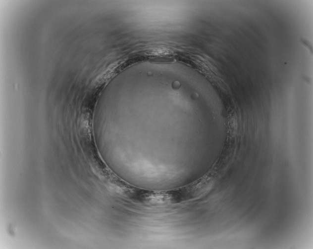 X0000099530415200805301444