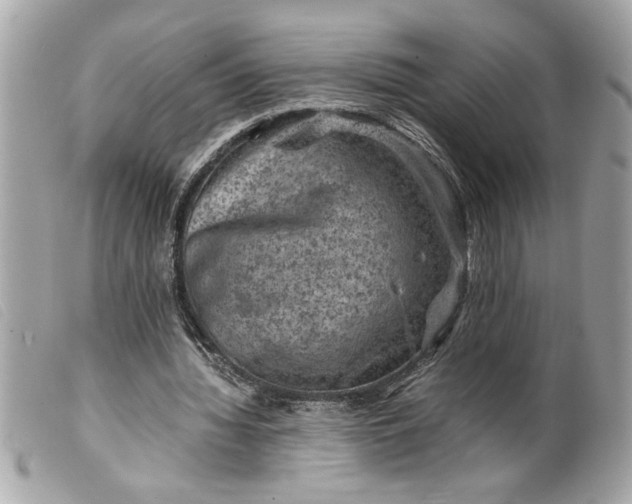 X0000099530436200805301443