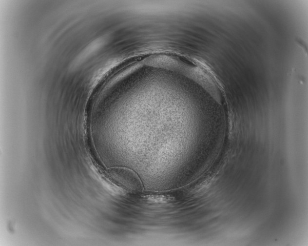 X0000099530439200805301443