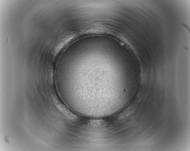 X0000099530446200805301443