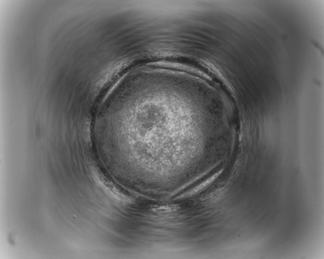 X0000099530447200805301443