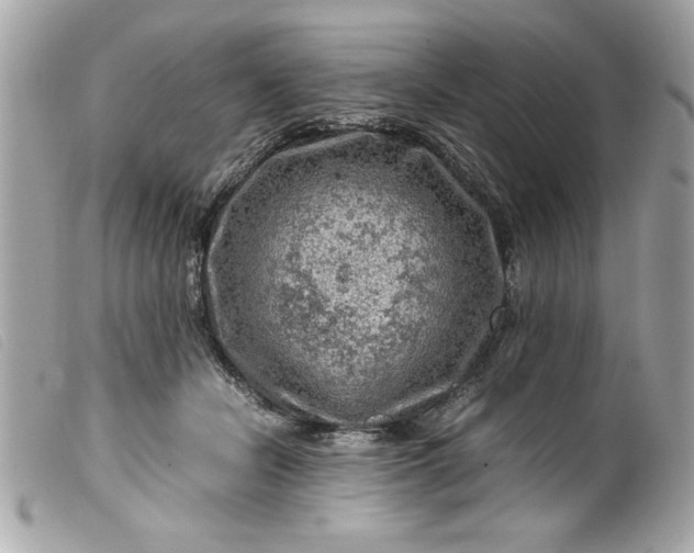 X0000099530462200805301443