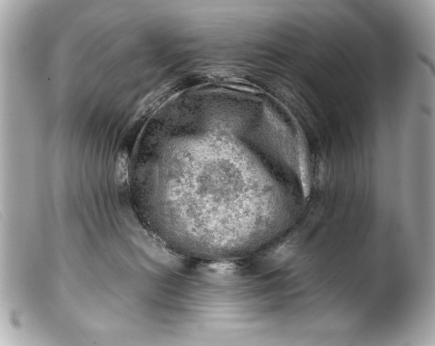 X0000099530478200805301444