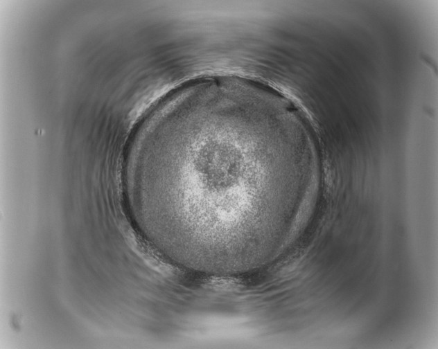 X0000099530487200805301443