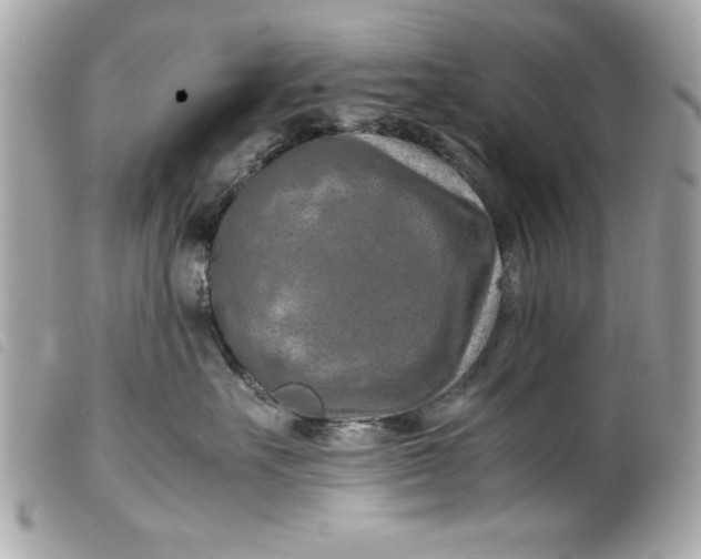 X0000099530527200805301442