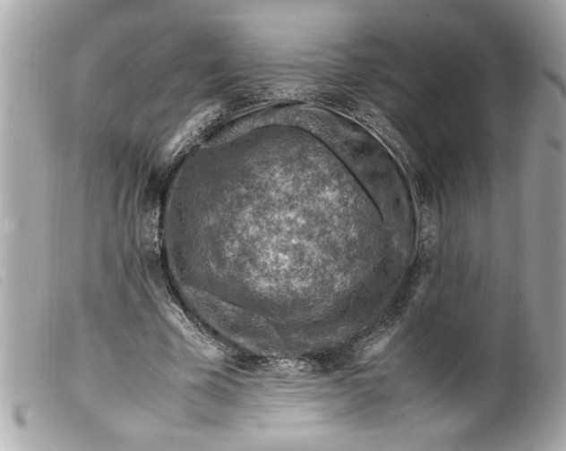 X0000099530585200805301441