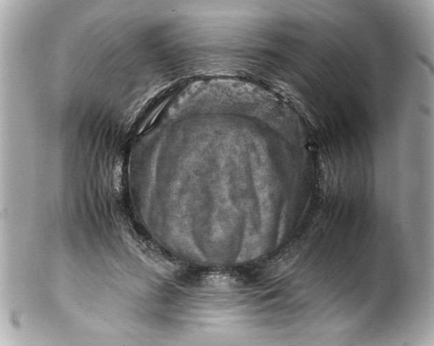 X0000099530596200805301441