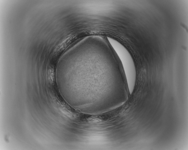 X0000099530648200805301441