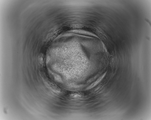 X0000099530655200805301441