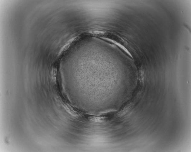 X0000099530664200805301441