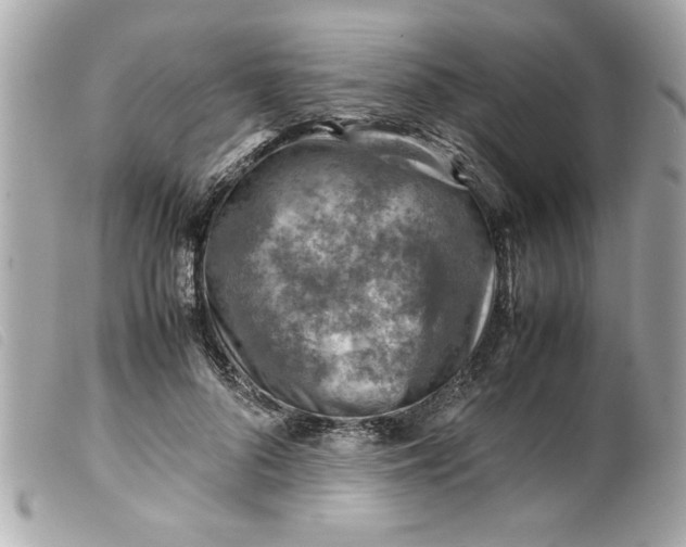 X0000099530696200805301440