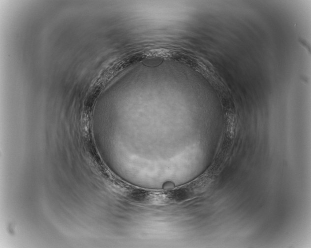 X0000099530701200805301440